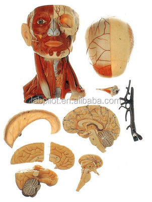 Demonstração de Anatomia Educacional Modelo de Cabeça Humana com Músculos Nervos Cerebro Tamanho da Vida