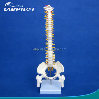Pequena coluna vertebral com coluna vertebral, pélvis e fêmur, cabeça 45cm Esqueleto humano