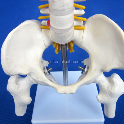 Pequena coluna vertebral com coluna vertebral, pélvis e fêmur, cabeça 45cm Esqueleto humano