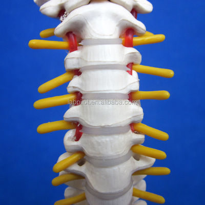 Pequena coluna vertebral com coluna vertebral, pélvis e fêmur, cabeça 45cm Esqueleto humano