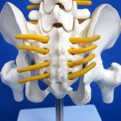 Pequena coluna vertebral com coluna vertebral, pélvis e fêmur, cabeça 45cm Esqueleto humano