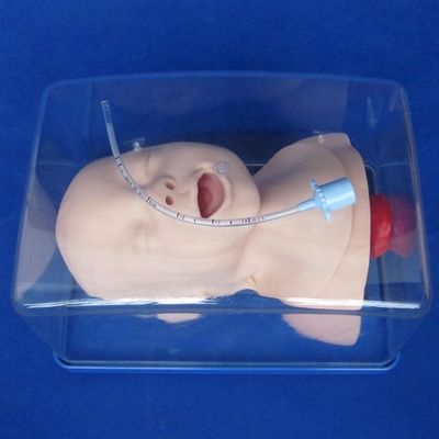 Manikin Pediátrico Econômico para Modelo de Cabeça Viva do Bebê e Treinamento de Intubation Infantil