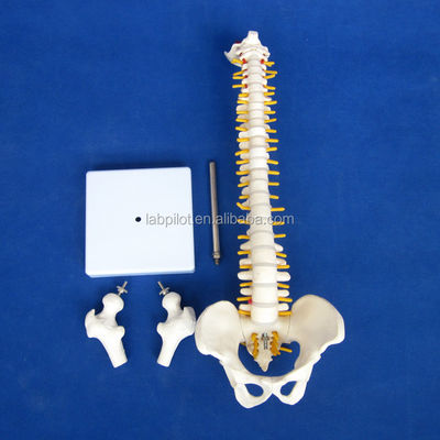 Pequena coluna vertebral com coluna vertebral, pélvis e fêmur, cabeça 45cm Esqueleto humano