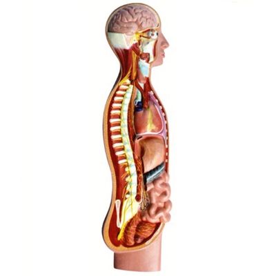 Modelo de anatomia do nervo parasimpático autônomo humano da medula espinhal Ajudantes didáticos avançados de PVC