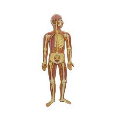 Modelo de anatomia do nervo parasimpático autônomo humano da medula espinhal Ajudantes didáticos avançados de PVC