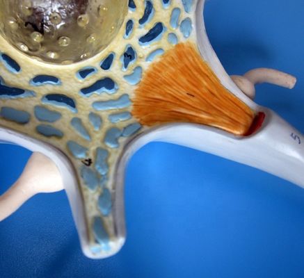 Modelo anatômico avançado de PVC do corpo neuronal aumentado e estrutura de fibras nervosas