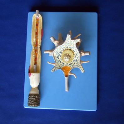 Modelo anatômico avançado de PVC do corpo neuronal aumentado e estrutura de fibras nervosas