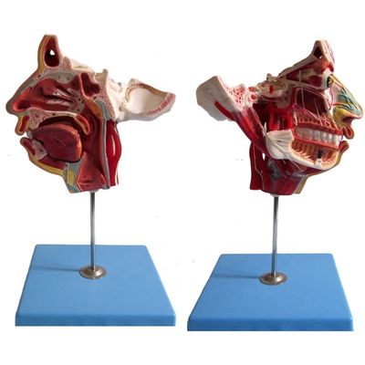 Ciência Médica Anatomia detalhada de 100 nervos e vasos dentro do Modelo de Caveira Facial