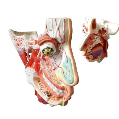 Ciência Médica Anatomia detalhada de 100 nervos e vasos dentro do Modelo de Caveira Facial