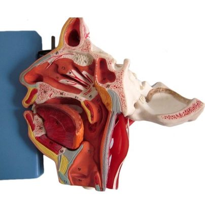 Modelo de Anatomia da Cabeça e do Rosto de Tamanho de Vida Humana para Demonstração de Cuidados com os Pacientes