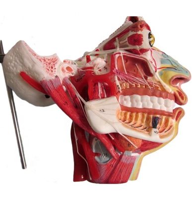 Modelo de Anatomia da Cabeça e do Rosto de Tamanho de Vida Humana para Demonstração de Cuidados com os Pacientes