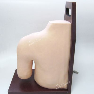 Treinamento Médico Avançado de PVC Modelo de Ensino de Injeção Intracavitária da Junta do Ombro