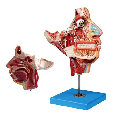 Modelo de Anatomia da Cabeça e do Rosto de Tamanho de Vida Humana para Demonstração de Cuidados com os Pacientes