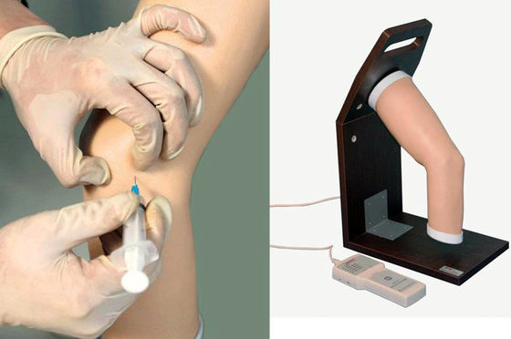 Simulador de Treinamento de Injeção Intraarticular Avançada de PVC para Modelo de Cotovelo Humano