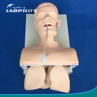 Modelo de treinamento de intubação traqueal eletrônica com tubo NG pulmonar inflável e simulador de sucção Ideal