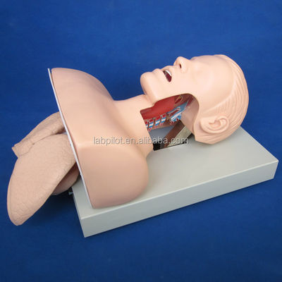 Modelo de treinamento de intubação traqueal eletrônica com tubo NG pulmonar inflável e simulador de sucção Ideal