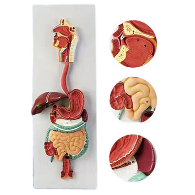 Modelo anatômico 3D avançado do sistema digestivo humano para demonstrações médicas