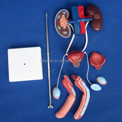 Modelo urinário anatômico de tamanho humano para estudo detalhado do sistema urogenital masculino