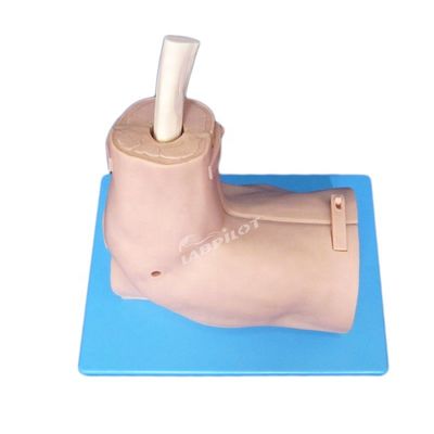 Modelo de treinamento de anatomia articulada do ombro com simulador de artroscopia do ombro desmontável
