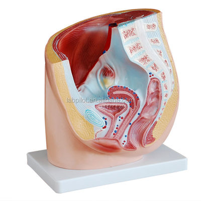 Anatomia detalhada Modelo de pelve humana feminina em PVC avançado para prática médica