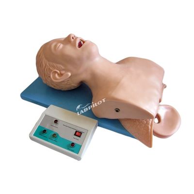 Modelo de cabeça de intubação da traqueia adulta de tamanho humano com anatomia pulmonar e estomacal das vias aéreas