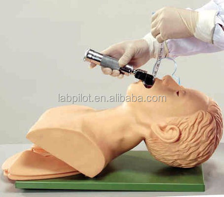 Modelo de cabeça de intubação da traqueia adulta de tamanho humano com anatomia pulmonar e estomacal das vias aéreas