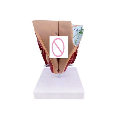 As escolas podem agora ensinar anatomia genital feminina com modelo de demonstração anatômica