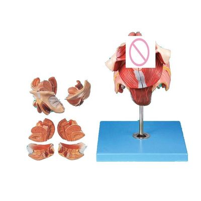 Modelo do sistema reprodutivo humano Ensino eficaz com órgãos genitais femininos Anatomia