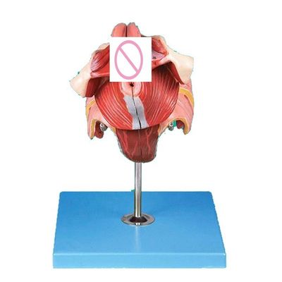 Modelo do sistema reprodutivo humano Ensino eficaz com órgãos genitais femininos Anatomia