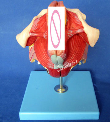 Modelo do sistema reprodutivo humano Ensino eficaz com órgãos genitais femininos Anatomia