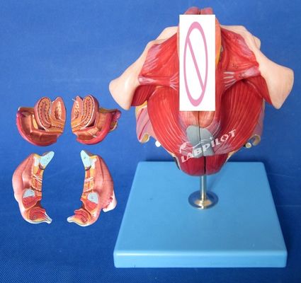 Modelo do sistema reprodutivo humano Ensino eficaz com órgãos genitais femininos Anatomia