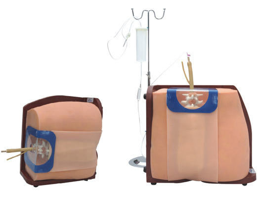 Modelo de Treinamento e Educação do Torso Humano Vivo