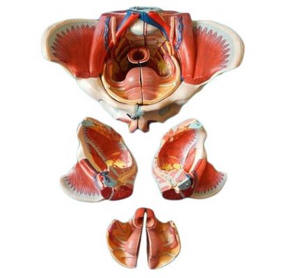 Modelo anatômico da pelve feminina com vasos nervosos detalhados e anatomia pélvica feminina