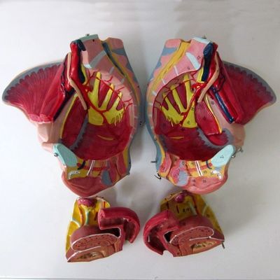 Modelo anatômico da pelve feminina com vasos nervosos detalhados e anatomia pélvica feminina