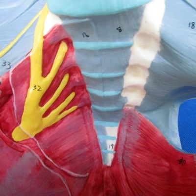 Modelo do sistema reprodutivo humano Pelvis avançada com músculos do assoalho pélvico e perineo