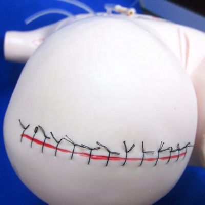 Subject Ciências Médicas PVC avançado Manikin cirúrgico de cuidados com feridas para educação de enfermagem