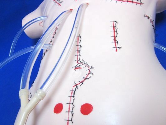 Subject Ciências Médicas PVC avançado Manikin cirúrgico de cuidados com feridas para educação de enfermagem