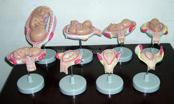 Modelo anatômico realista de embrião humano feto para demonstrar o desenvolvimento embrionário
