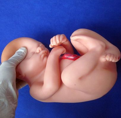 Demonstração de cuidados dos pacientes Pelve feminina com útero no nono mês Modelo de gravidez