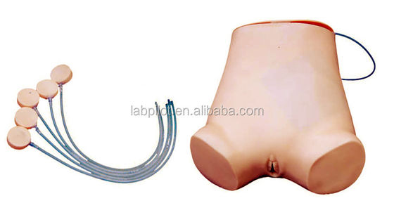 Abdominocentesis Viva Habilidades Prática Modelo Vantagem da Estrutura Anatômica Viva