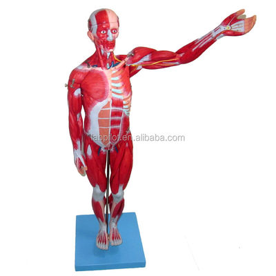 Modelo anatômico 27 partes músculos do corpo inteiro com órgãos internos 78cm Modelo de anatomia