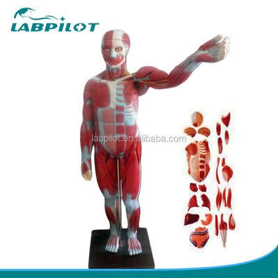 Modelo avançado de músculos de corpo inteiro de PVC com órgãos internos que exibem função 170cm