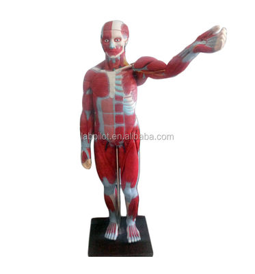 Modelo avançado de músculos de corpo inteiro de PVC com órgãos internos que exibem função 170cm