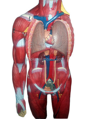 Modelo avançado de músculos de corpo inteiro de PVC com órgãos internos que exibem função 170cm