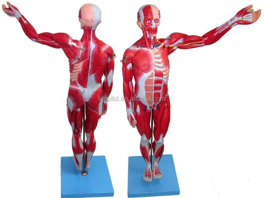 Músculos Vividos Modelo 18 Peças Corpo Completo Modelo Masculino Com Características Anatômicas Desmontáveis