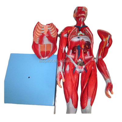 Músculos Vividos Modelo 18 Peças Corpo Completo Modelo Masculino Com Características Anatômicas Desmontáveis