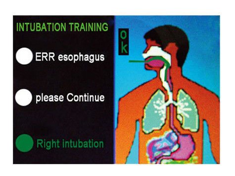 Cabeça de intubação de anatomia viva para modelo eletrônico de gestão de vias aéreas multifuncional