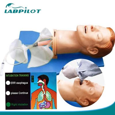 Cabeça de intubação de anatomia viva para modelo eletrônico de gestão de vias aéreas multifuncional