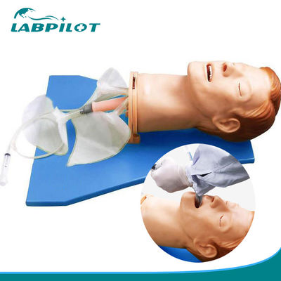 Cabeça de intubação de anatomia viva para modelo eletrônico de gestão de vias aéreas multifuncional