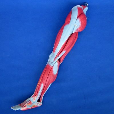 Músculos Desmontáveis de membros inferiores Modelo Médico PVC Avançado para Educação em Anatomia